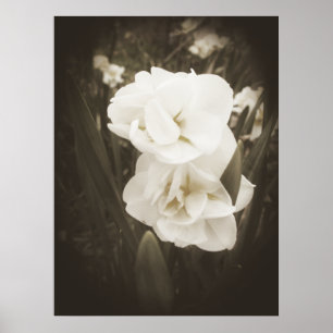 Antique Daffodil Print Poster