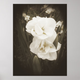 Antique Daffodil Print Poster