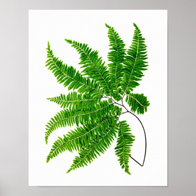 Antique Fern Print No.5 Grüne Natur Botanische Kun Poster (Vorne)