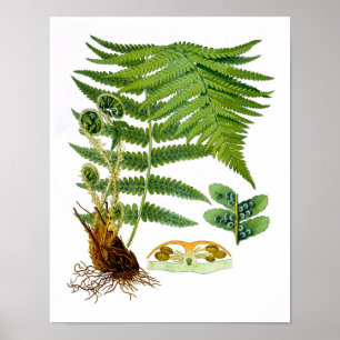 Antique Fern Print No.8 Grüne Natur Botanische Kun Poster
