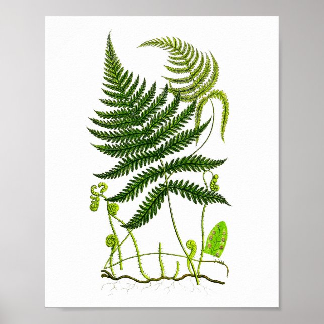Antique Fern Print No.9 Grüne Natur Botanische Kun Poster (Vorne)