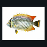 Antique Fish Print no 9 Beach House Deco Art Poster<br><div class="desc">Antique Fish Print no 9 Beach House Deco Art</div>