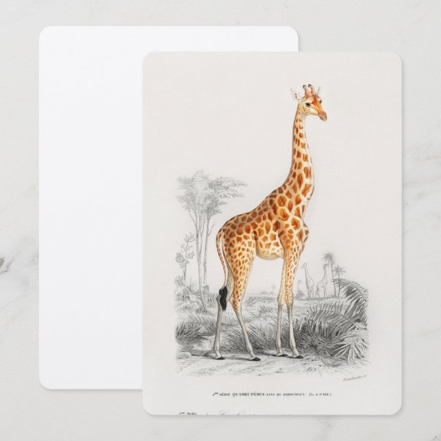 Antique Giraffe Naturgeschichte Orbigne Einladung (Vorne/Hinten)