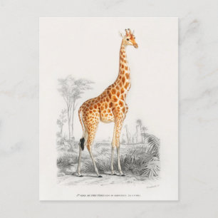 Antique Giraffe Naturgeschichte Orbigne Postkarte