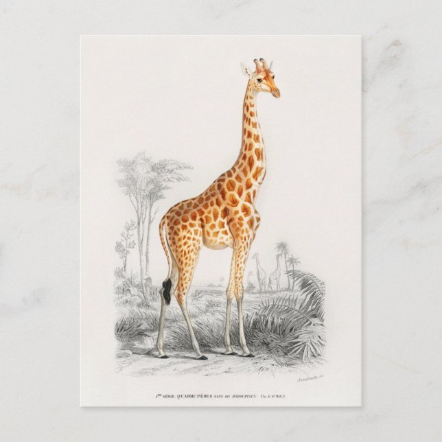 Antique Giraffe Naturgeschichte Orbigne Postkarte (Vorderseite)