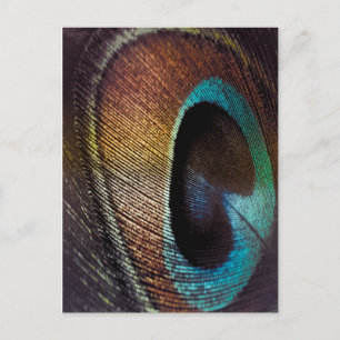 Antique Hues Peacock Federauge Auge Postkarte