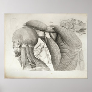 Antique Neck Schultermuskeln Medizinische Printwer Poster