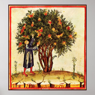 ANTIQUE POMEGRANATENBAUM POSTER