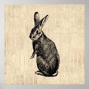 Antique Rabbit Illustration Bunny Art und Weise mi Poster