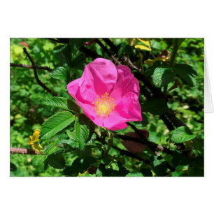 Antique Rose FARMphemera.com CARD ©dheller2018