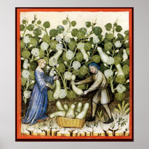 ANTIQUE SQUASH HARVEST POSTER