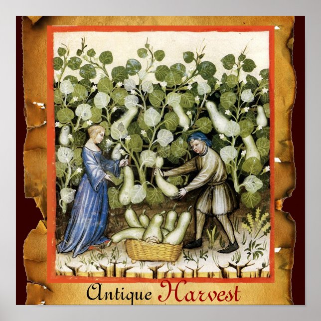 ANTIQUE SQUASH HARVEST POSTER (Vorne)