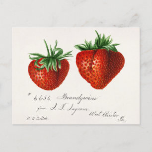 Antique Strawberries Griscom Passmor Postkarte
