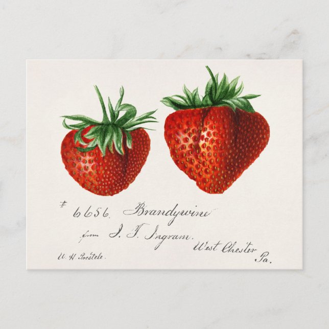 Antique Strawberries Griscom Passmor Postkarte (Vorderseite)
