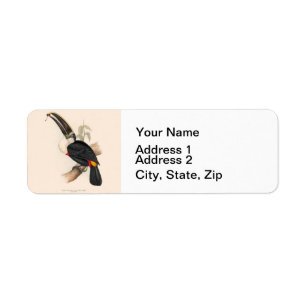 Antique Toucan Bird Wildlife Painting
