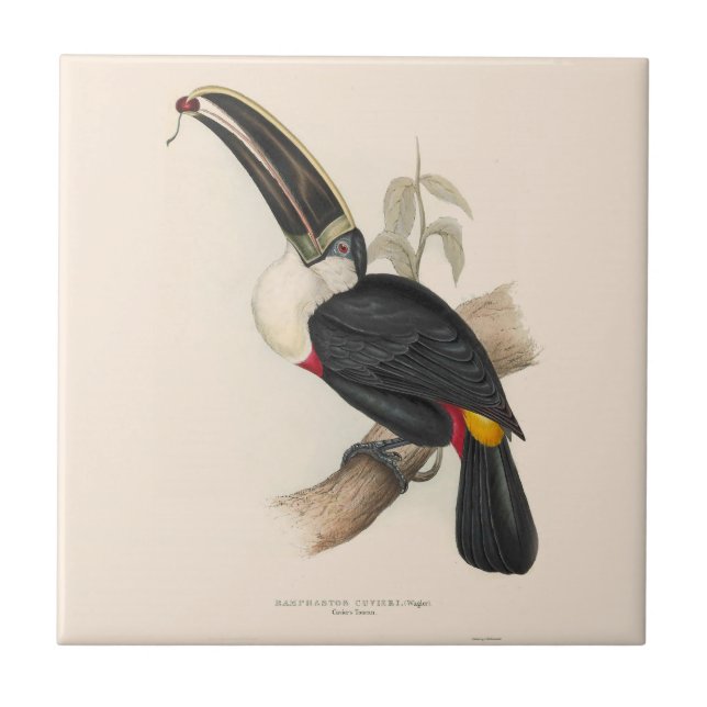 Antique Toucan Bird Wildlife Painting Fliese (Vorderseite)
