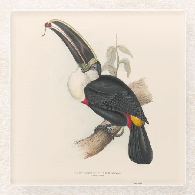 Antique Toucan Bird Wildlife Painting Glasuntersetzer (Vorderseite)