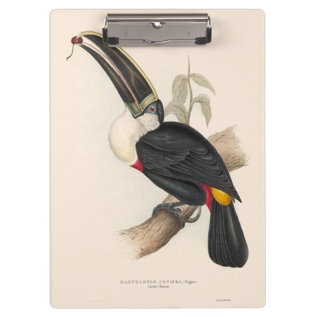 Antique Toucan Bird Wildlife Painting Klemmbrett (Vorderseite)