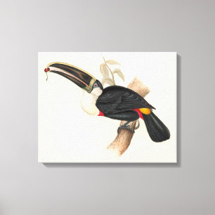 Antique Toucan Bird Wildlife Painting Leinwanddruck