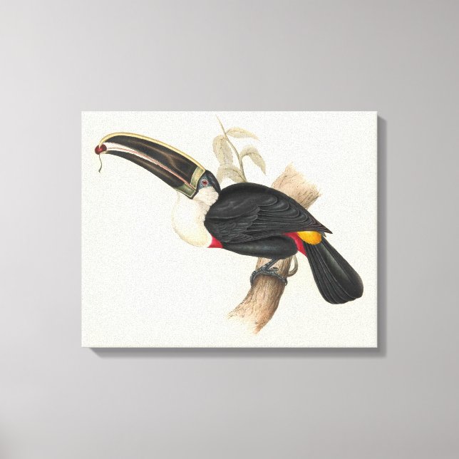 Antique Toucan Bird Wildlife Painting Leinwanddruck (Vorderseite)
