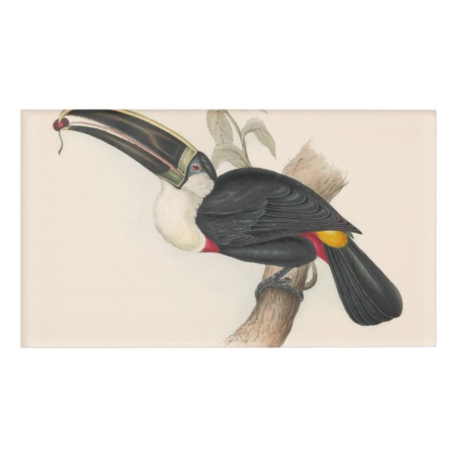 Antique Toucan Bird Wildlife Painting Namenschild (Vorderseite)