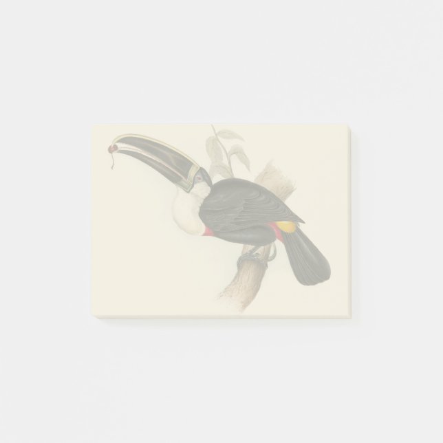 Antique Toucan Bird Wildlife Painting Post-it Klebezettel (Vorderseite)