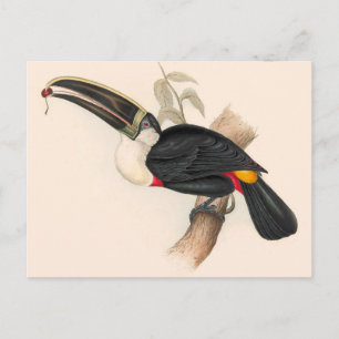 Antique Toucan Bird Wildlife Painting Postkarte
