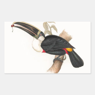 Antique Toucan Bird Wildlife Painting Rechteckiger Aufkleber