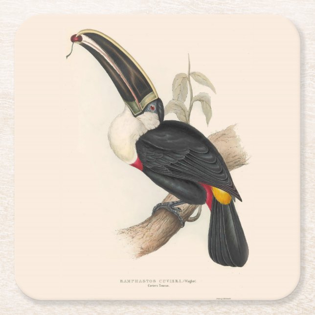 Antique Toucan Bird Wildlife Painting Rechteckiger Pappuntersetzer (Vorderseite)