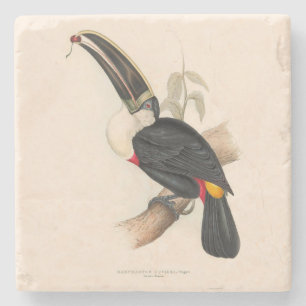 Antique Toucan Bird Wildlife Painting Steinuntersetzer