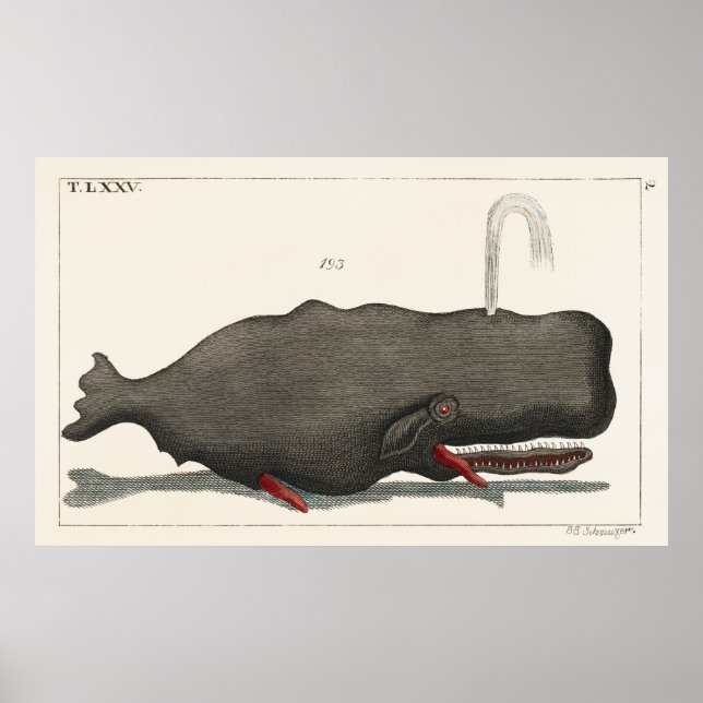 Antique Vintage Whale Woodcut Illustration Art Poster (Vorne)