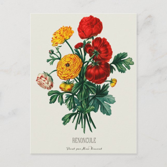 AntiquitätenBouquet, Rot-Gelb-Ranunculus-Blume Postkarte (Vorderseite)