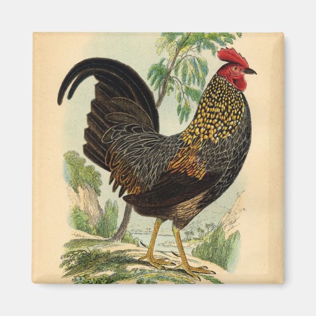 Antiquitätendruckerei Vintag Rooster Cockerel Magnet (Vorne)