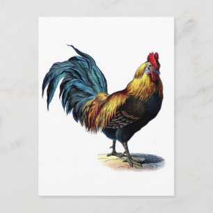 Antiquitätendruckerei Vintag Rooster Cockerel Postkarte
