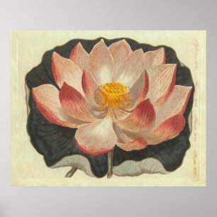 Antiquitätengravur, Lotus Blossom Poster