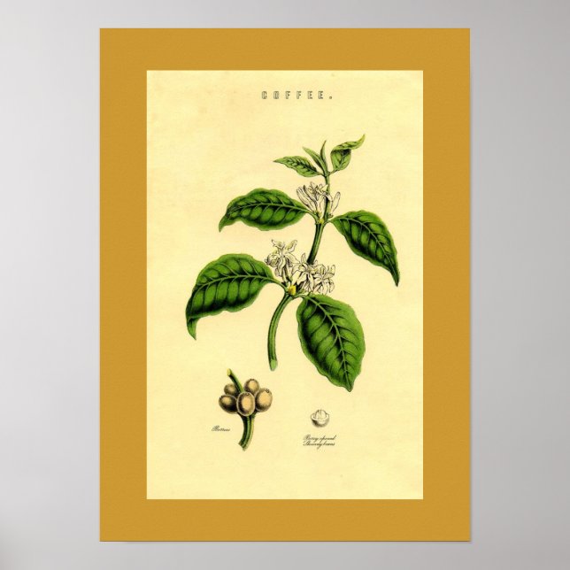 Antiquitätenkaffee Pflanze Botanische Schrift Poster (Vorne)