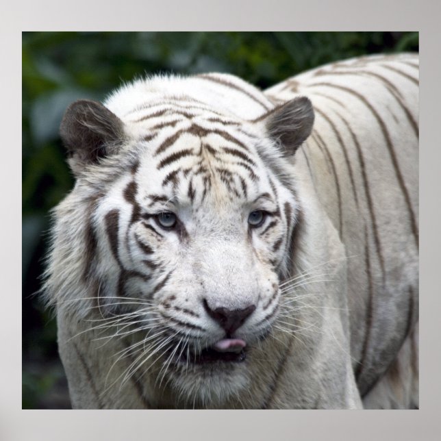 Antizipation Poster (Vorne)