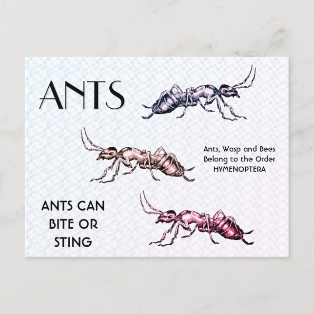 Ants Insects beugt Creepy Crawly Creatures Postkarte (Vorderseite)