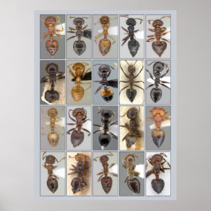 AntWeb Crematogaster Herz Poster