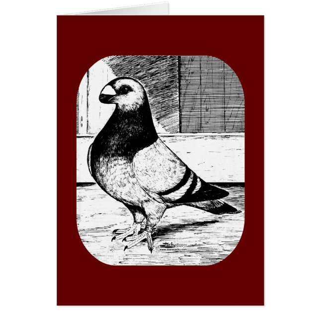 Antwerpen Kurz Faced Pigeon (Vorne)