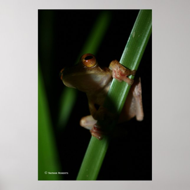 Anura_2 Poster (Vorne)