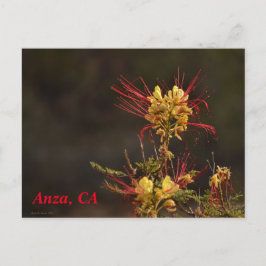 Anza, CA Postcard Postkarte