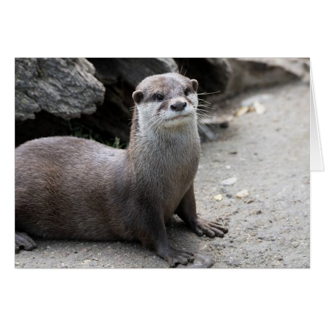 Aonyx cinerea (Vorderseite (Horizontal))