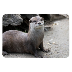 Aonyx cinerea magnet