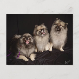 Apache Tells a Joke Postcard Postkarte