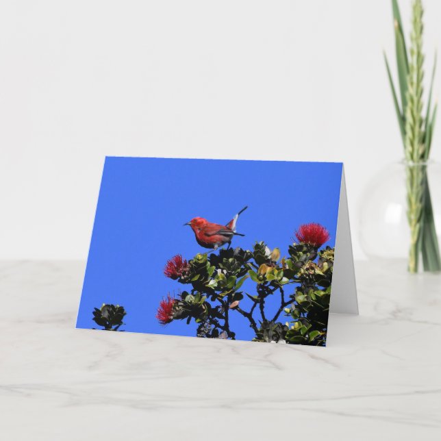 "Apapane Small Red Bird Karte (Vorderseite)