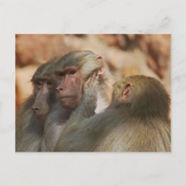Ape gekümmert postkarte