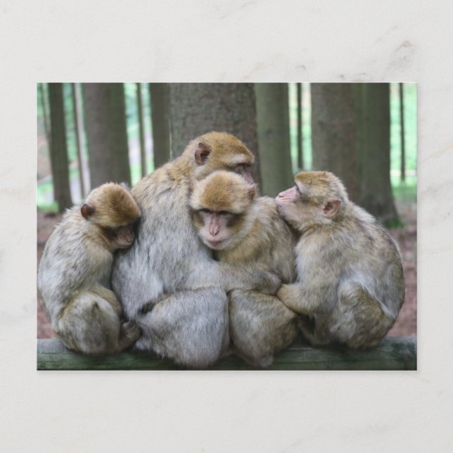 Ape Group Hug Postkarte (Vorderseite)
