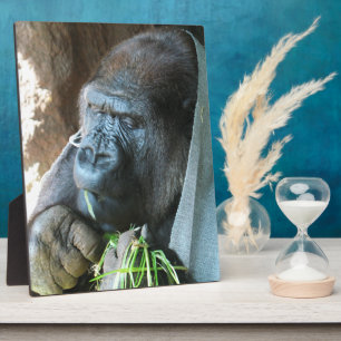 Ape Kapuze ~ Japanischer Gorilla Eating Fotoplatte