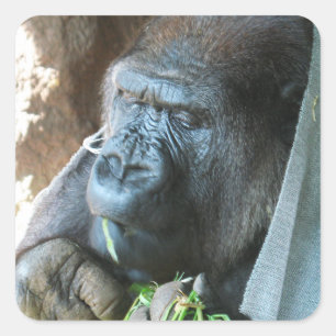 Ape Kapuze ~ Japanischer Gorilla Eating Quadratischer Aufkleber